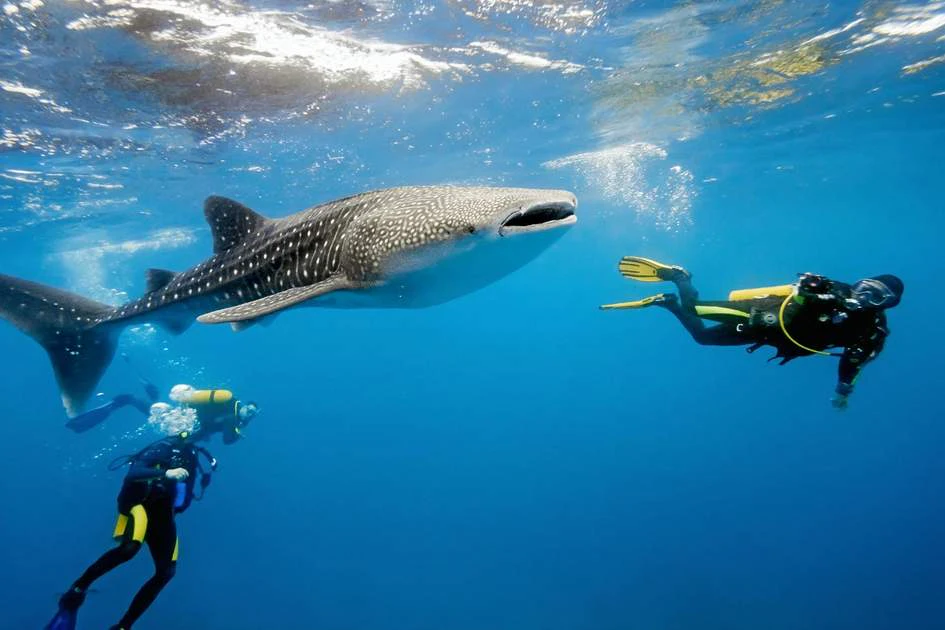 Maldives Scuba Diving