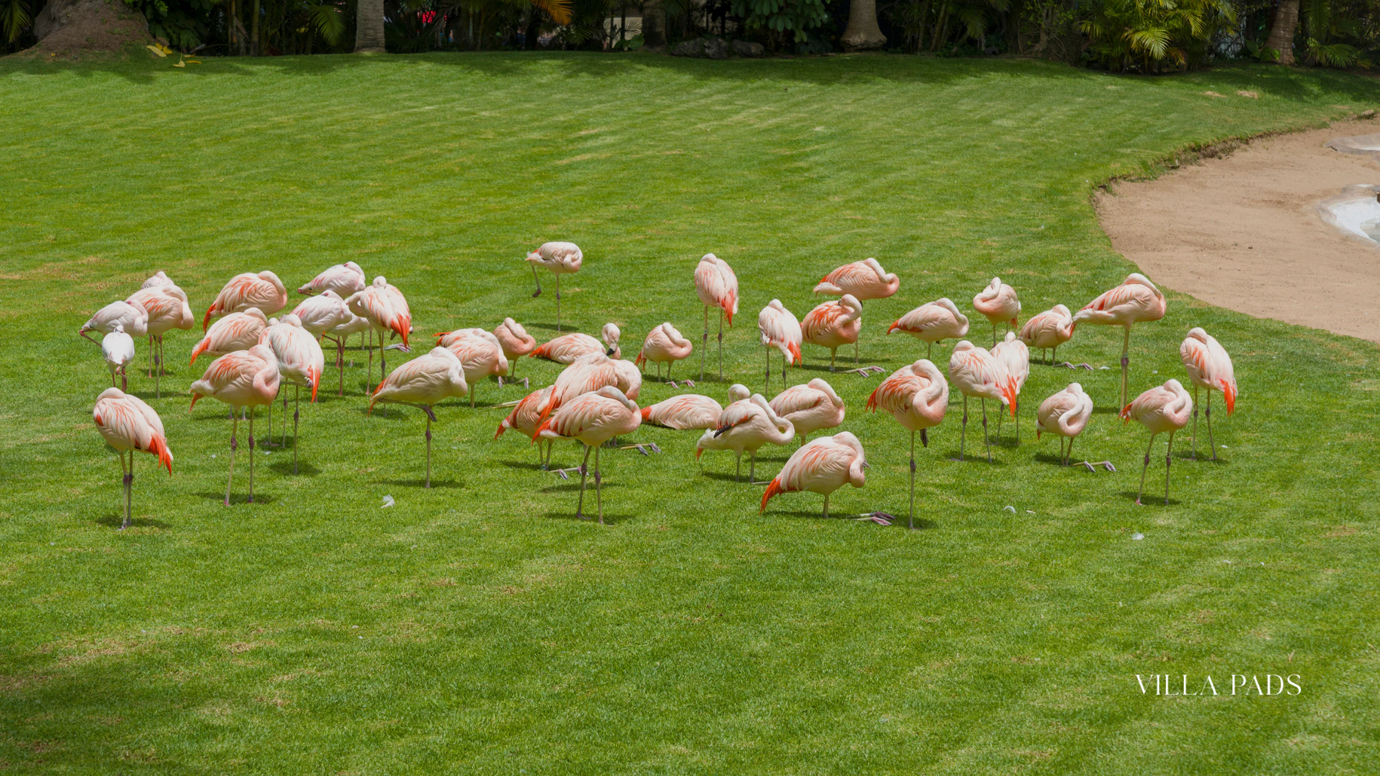 Ardastra Gardens Marching Flamingos