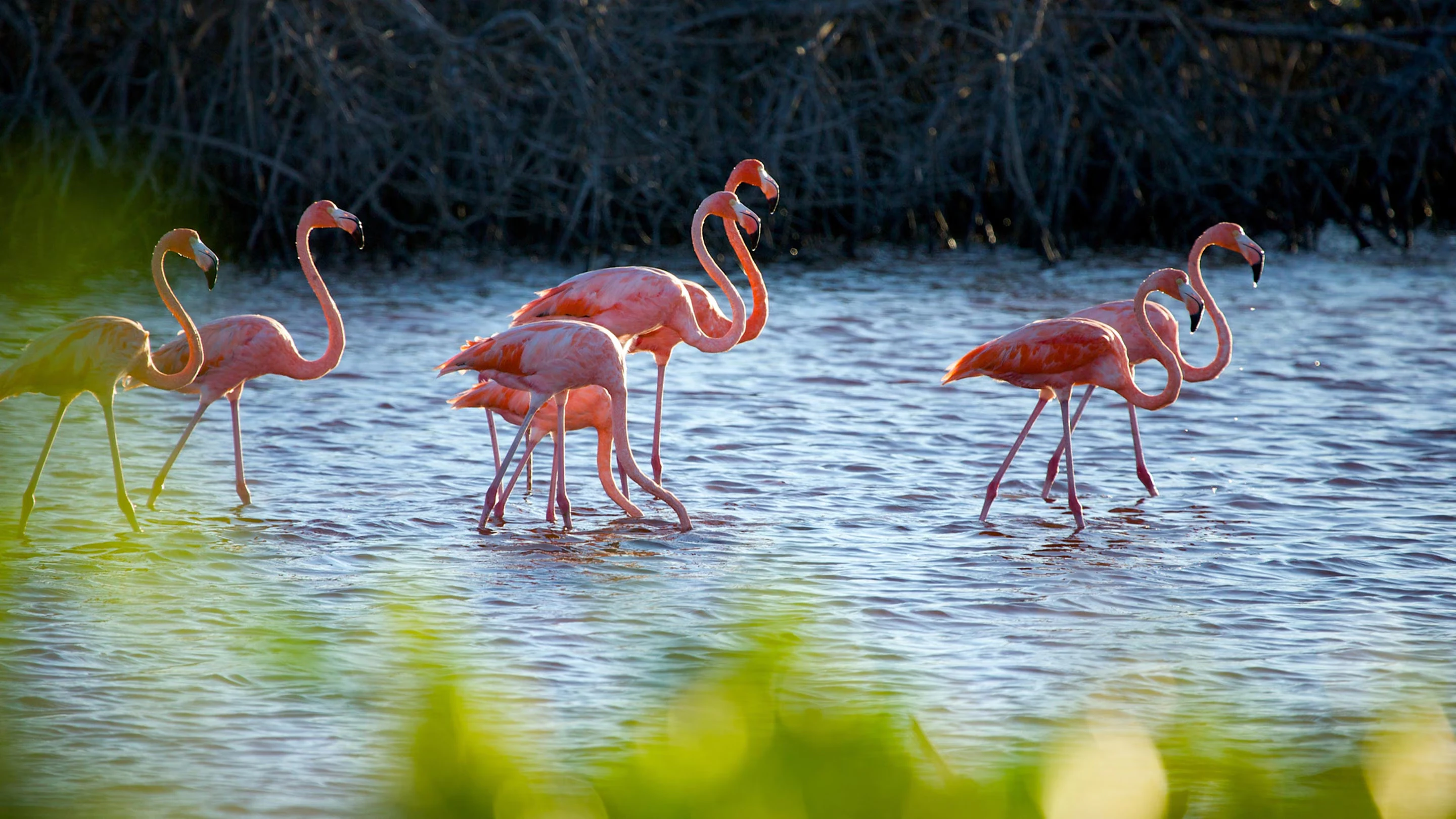 Turks Caicos Flamingo Pond Birdwatching