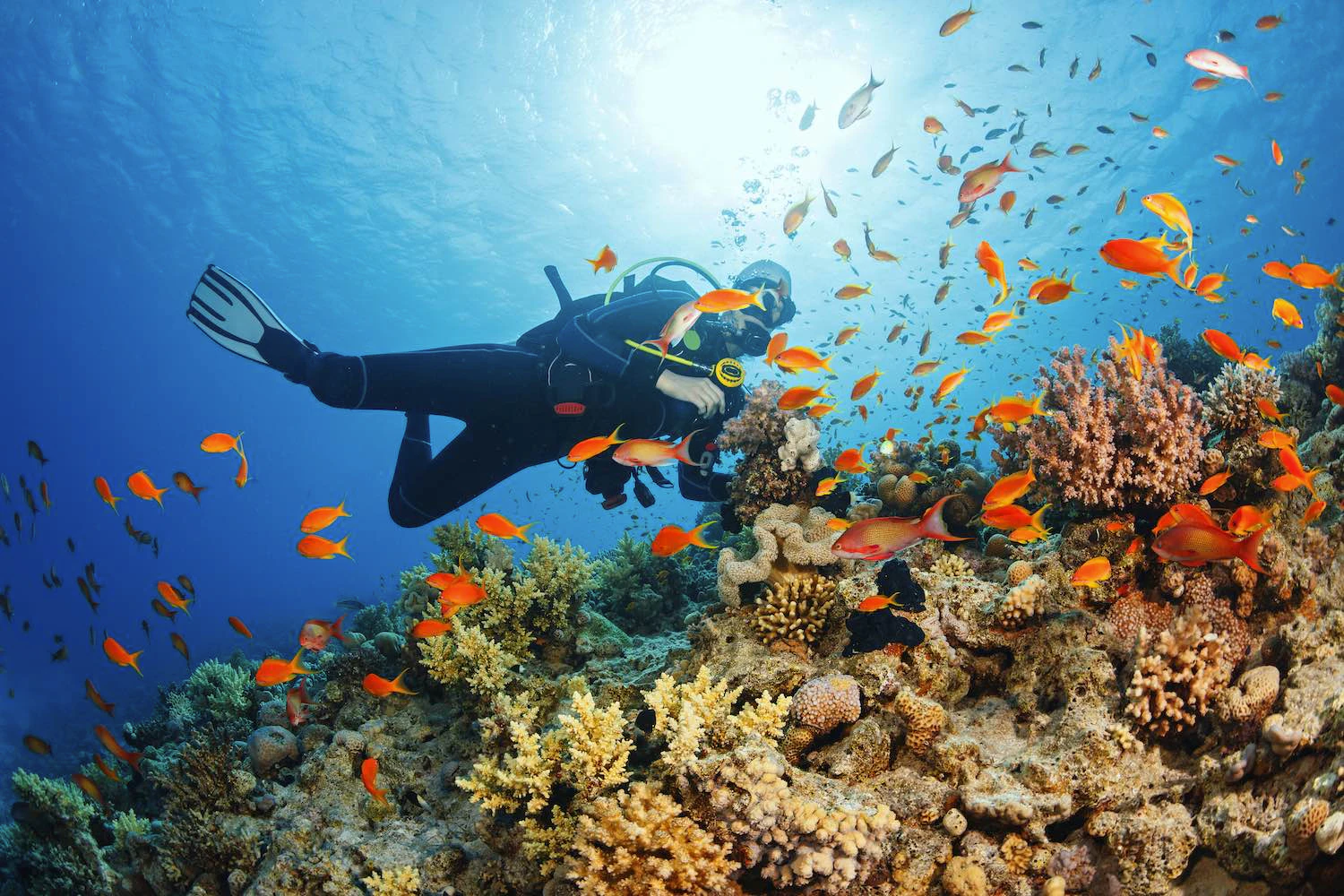 Scuba Diver At Coral Reef