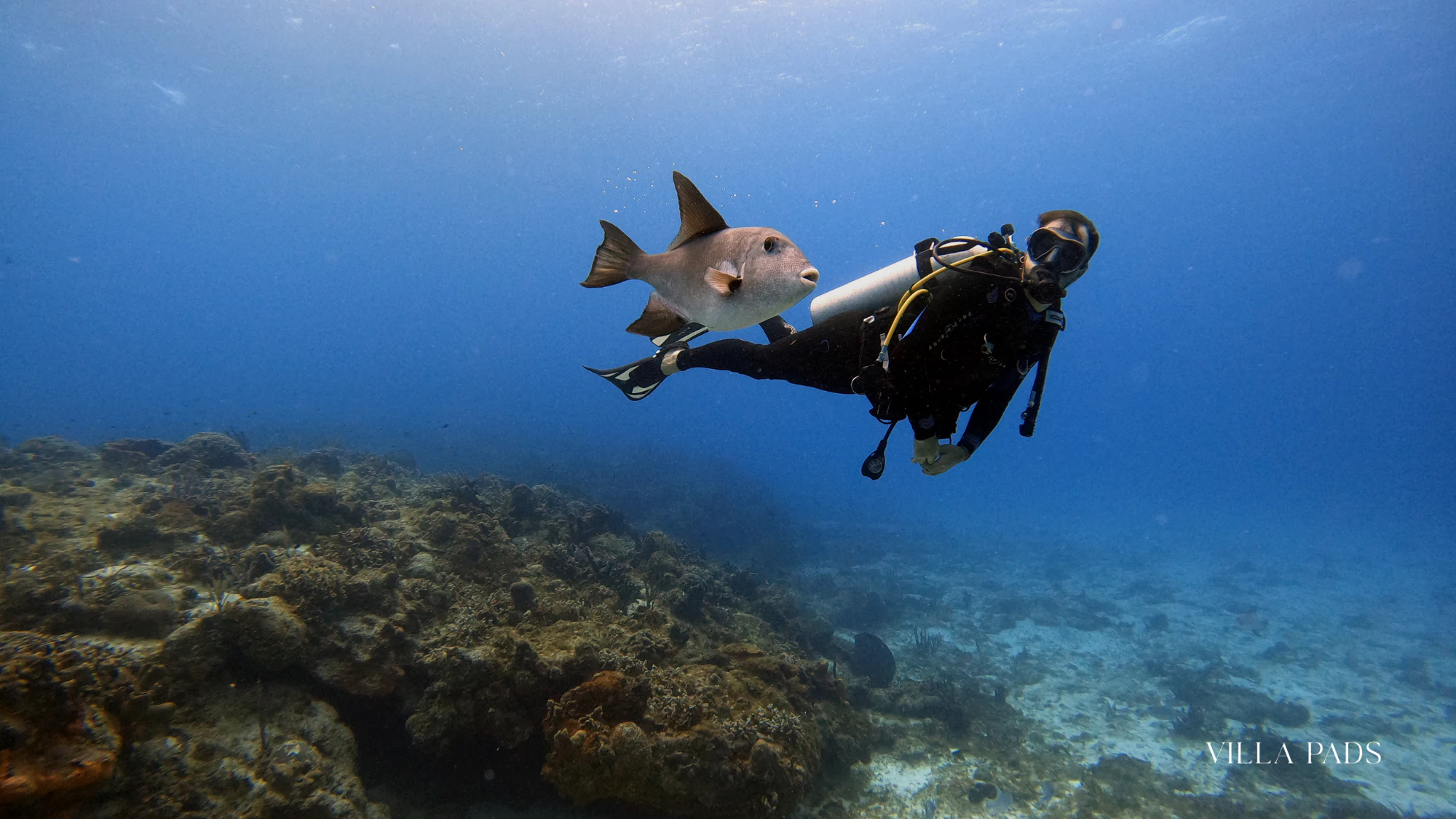 St Barts Island Snorkeling