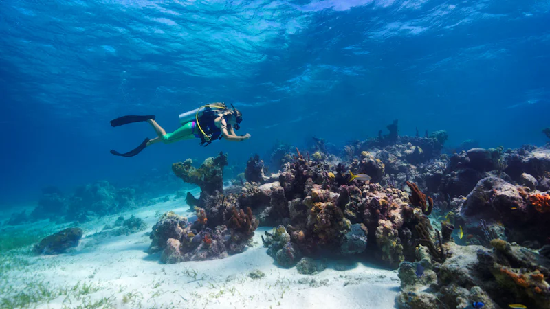 Grand Turk Wall Diving