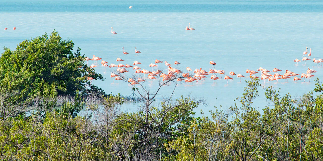 Flamingo Pond Providenciales