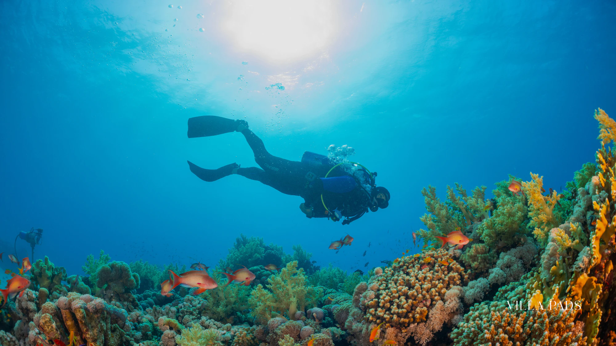Bahamas Responsible Diving Reef Care