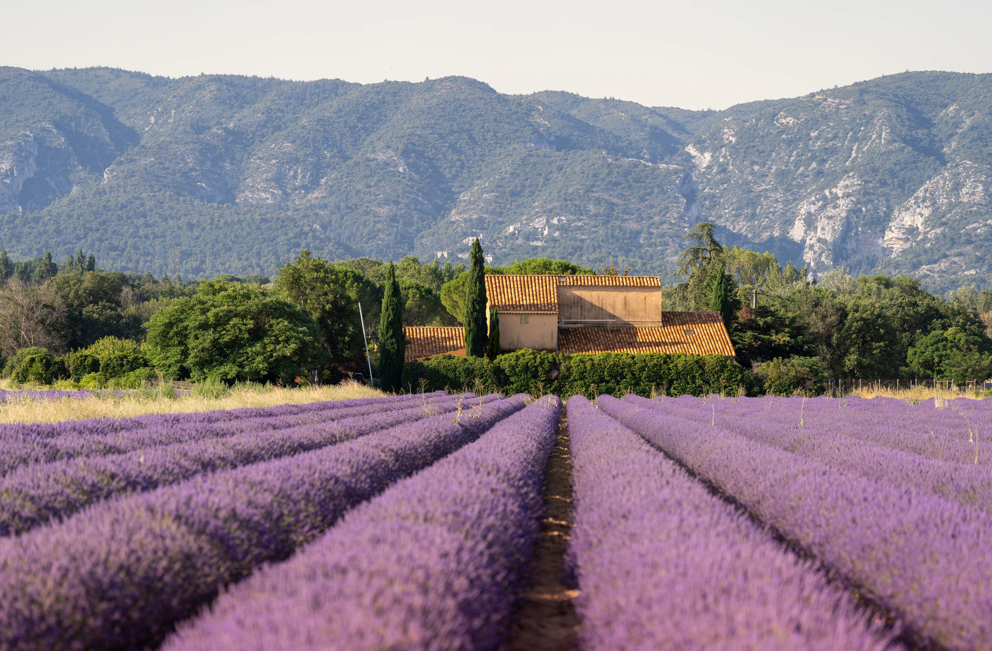 Provence Lavender Villas