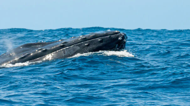 Salt Cay Whale Watching