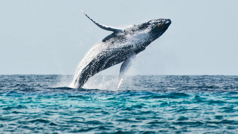 Salt Cay Whale Watching