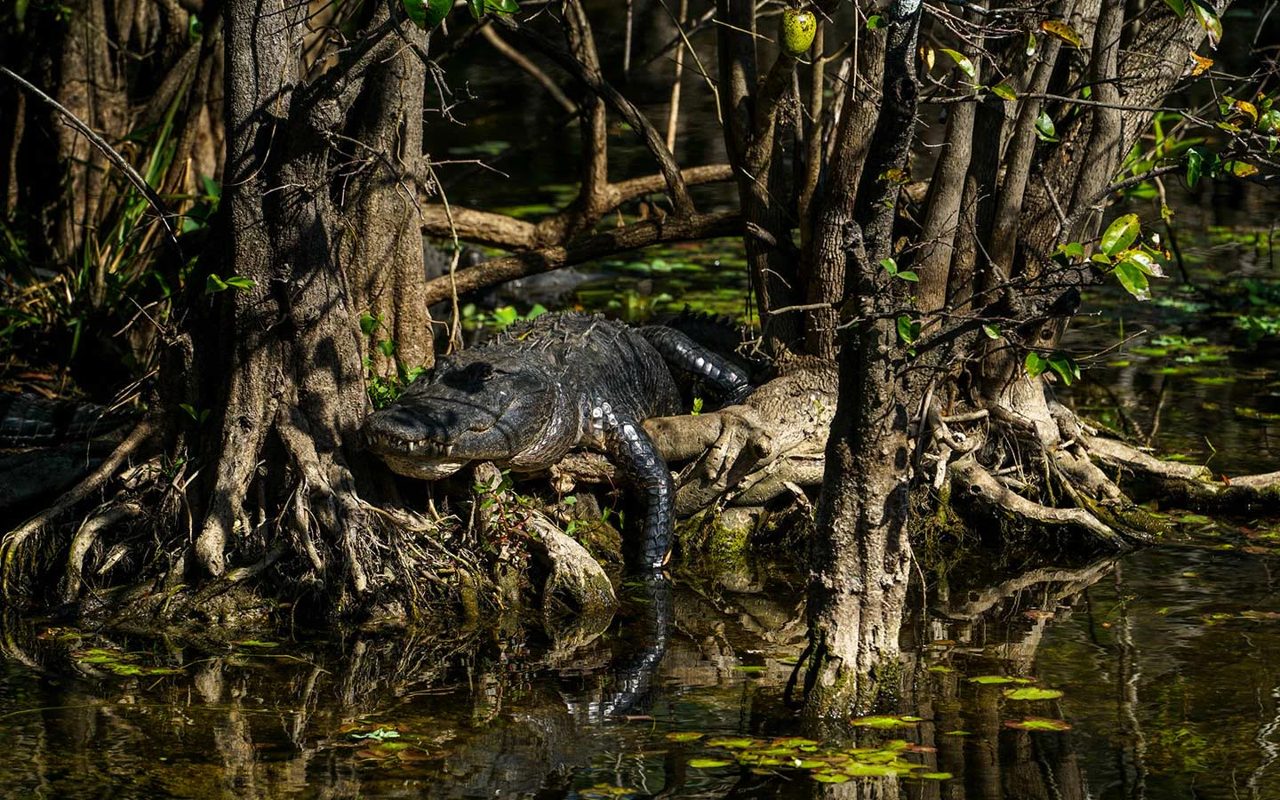 Big Cypress Swamp Wildlife