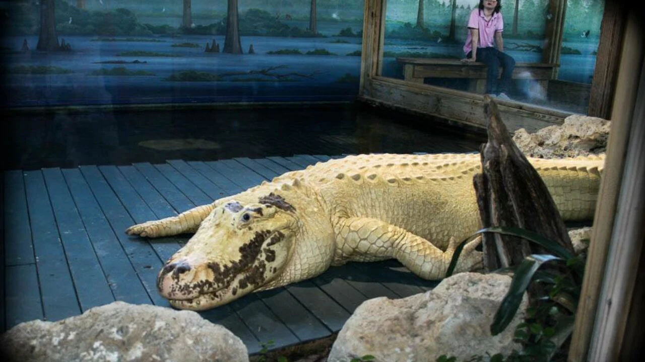 Gatorland Orlando Alligator
