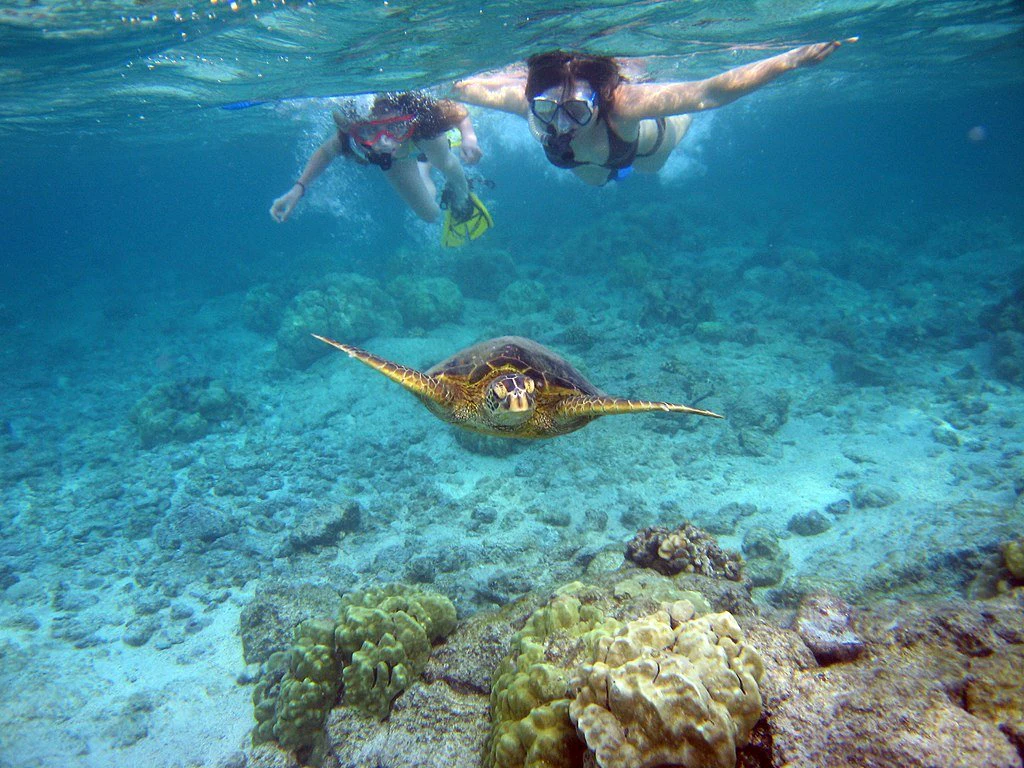 Pennekamp Reef Snorkeling Tour