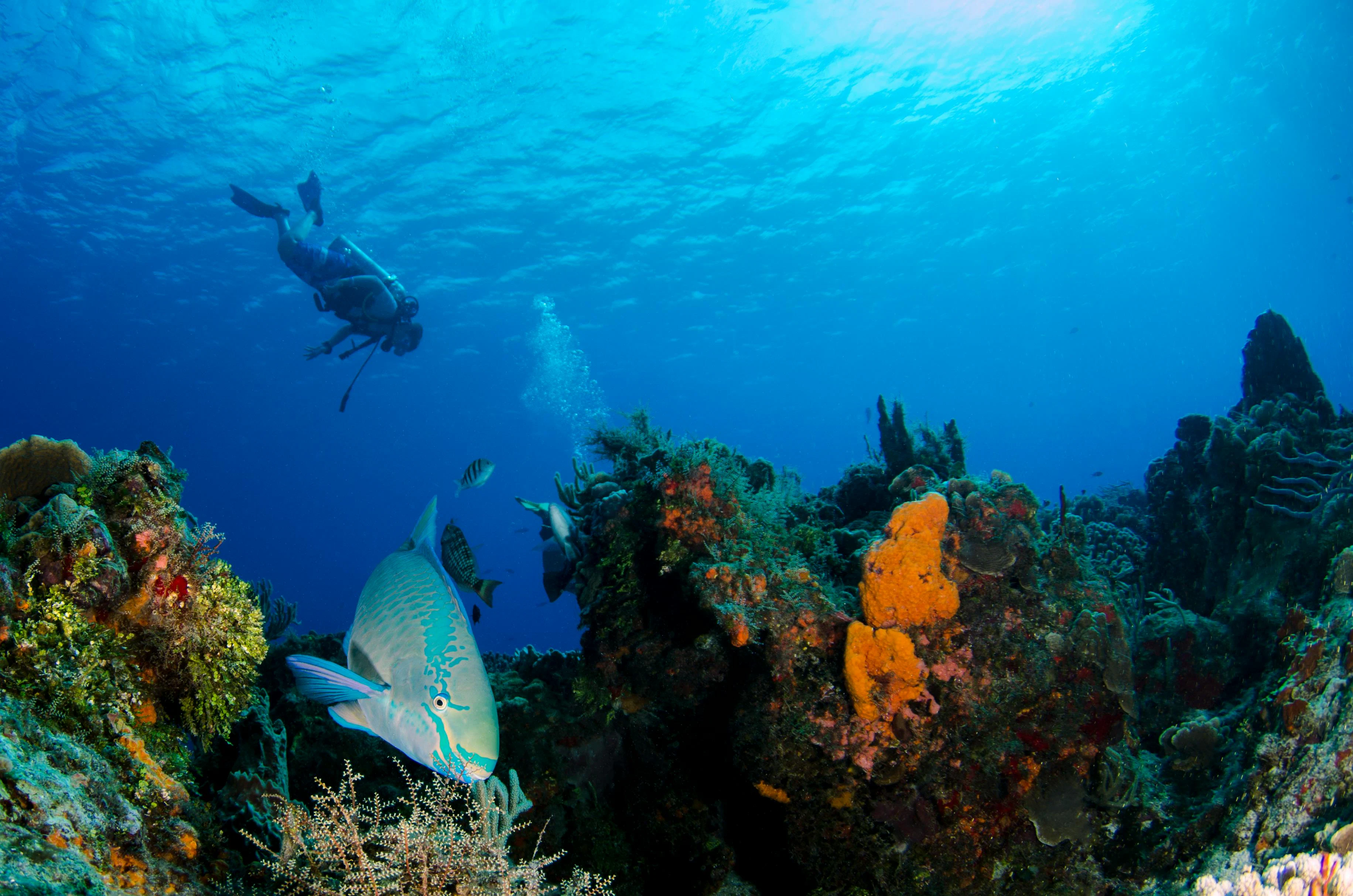 Turks Caicos Diving Paradise Underwater