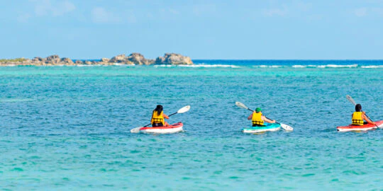 Grace Bay Mangrove Kayaking Wildlife