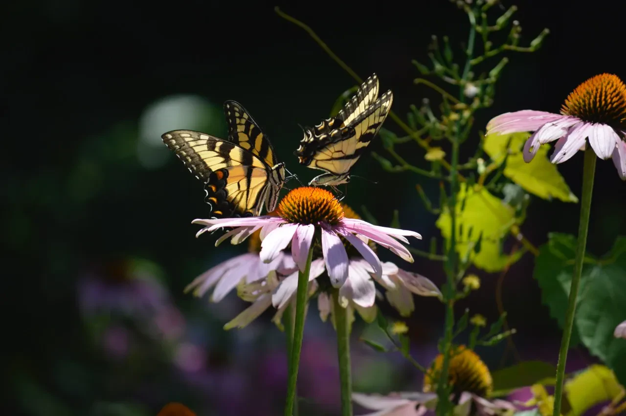 Coastal Wildscapes Native Butterfly Garden