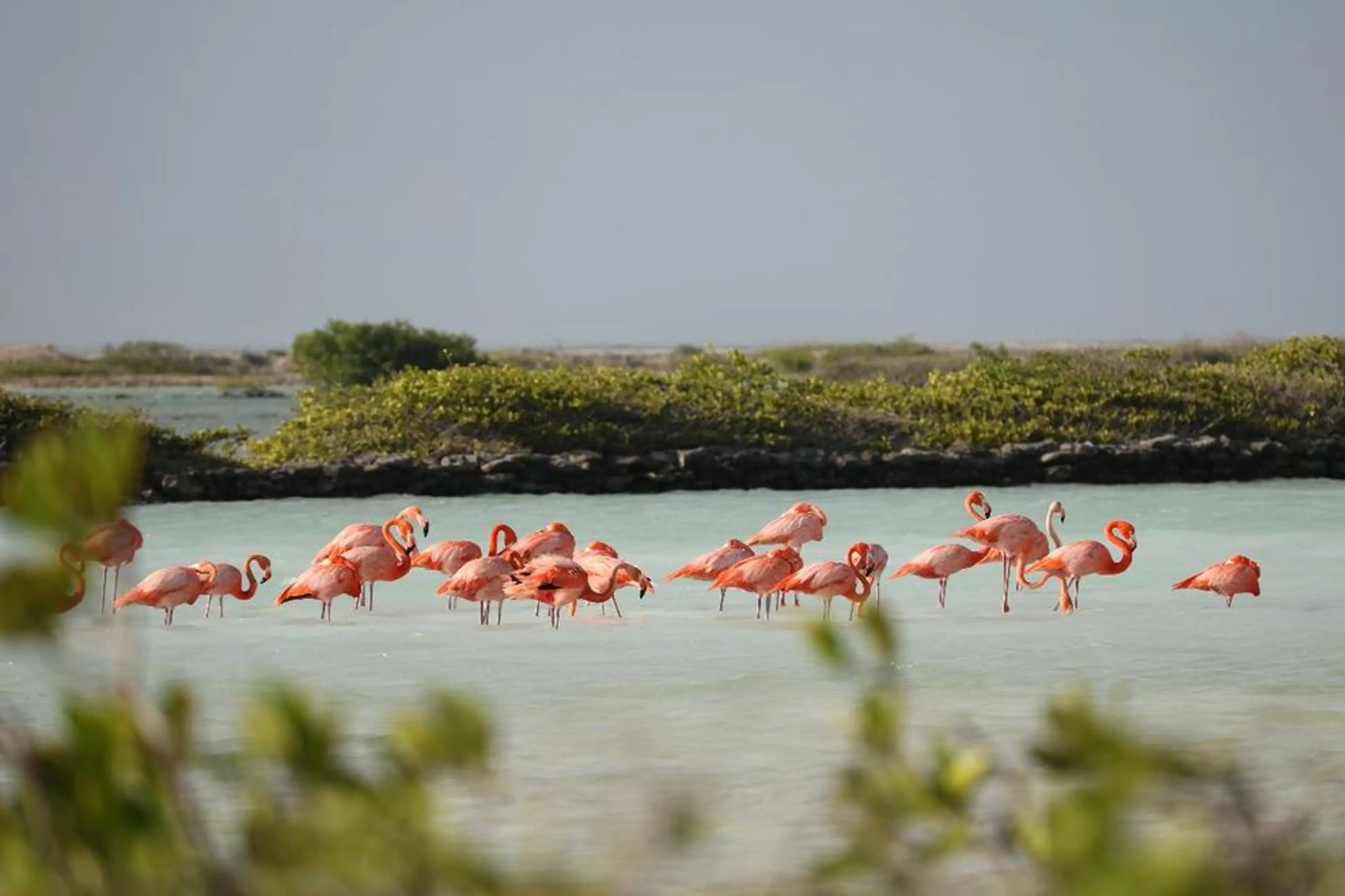 Everglades Wonder Gardens Flamingo Sanctuary