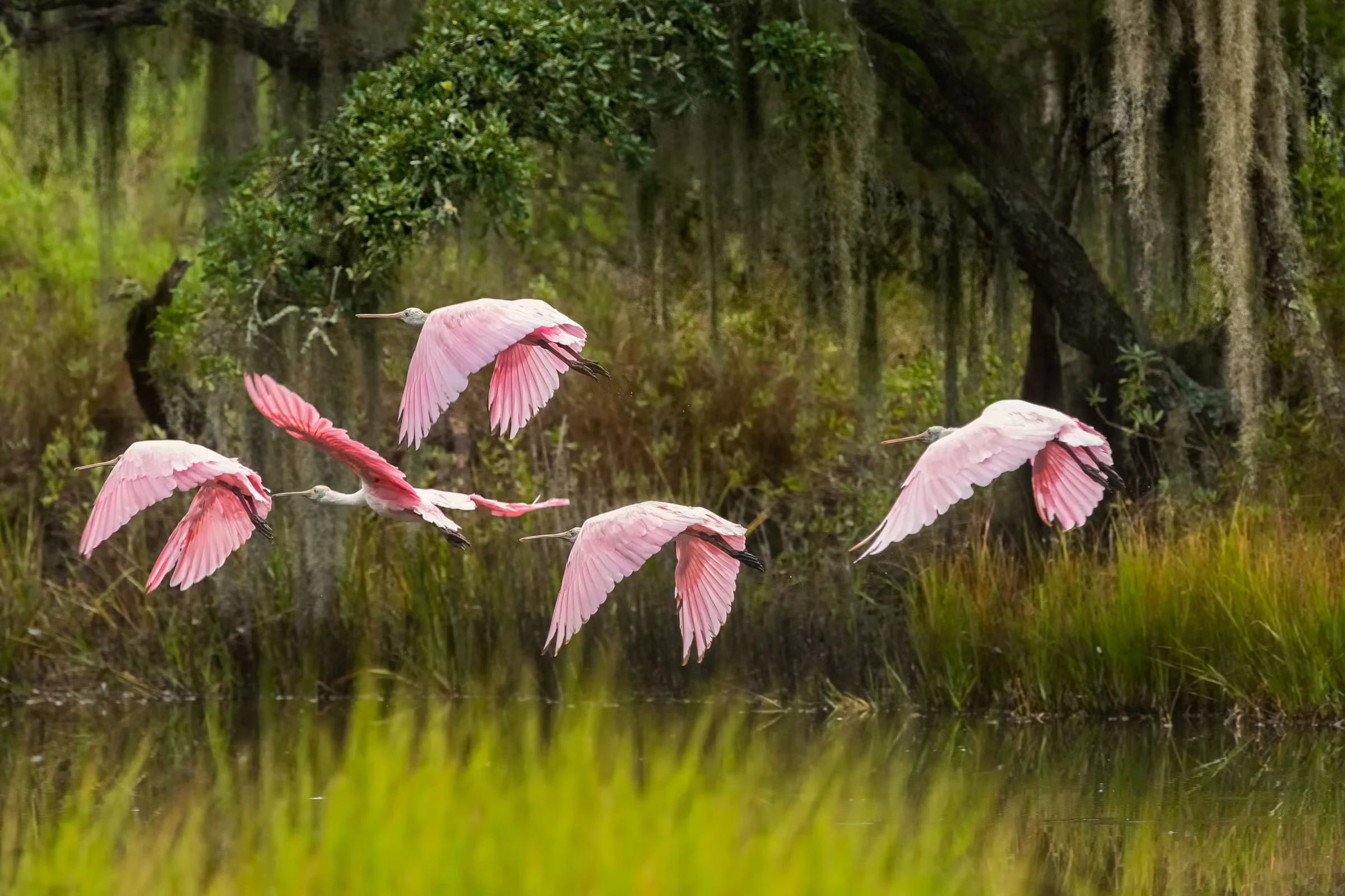 Everglades Birdwatching Spoonbill